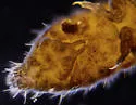 Hypogastrura manubrialis - photo 3