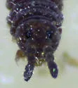 Hypogastrura manubrialis - photo 4