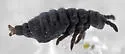 Snow flea