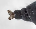 Snow flea - photo 2