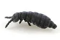 Snow flea - photo 3