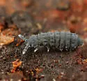 Snow flea - photo 4