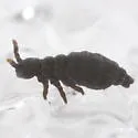 Snow flea - photo 5