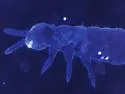 Toolik Snow Flea