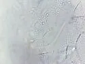 Toolik Snow Flea - photo 2