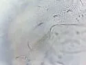 Toolik Snow Flea - photo 3