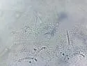Toolik Snow Flea - photo 4
