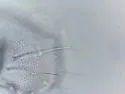 Toolik Snow Flea - photo 5