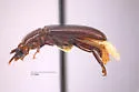 Hypogena cryptica - photo 2