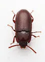 Hypogena cryptica - photo 4