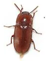 Hypogena depressa