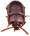 Hypogena marginata - photo 4