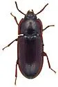 Hypogena marginata - photo 5