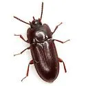 Hypogena tricornis