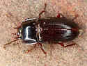 Hypogena tricornis - photo 2
