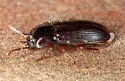 Hypogena tricornis - photo 3