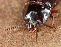 Hypogena tricornis - photo 4