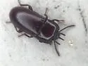 Hypogena tricornis - photo 5
