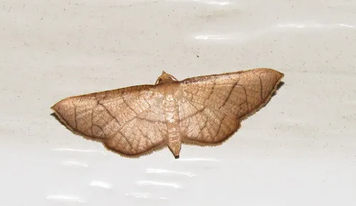 Hypolamprus ypsilon