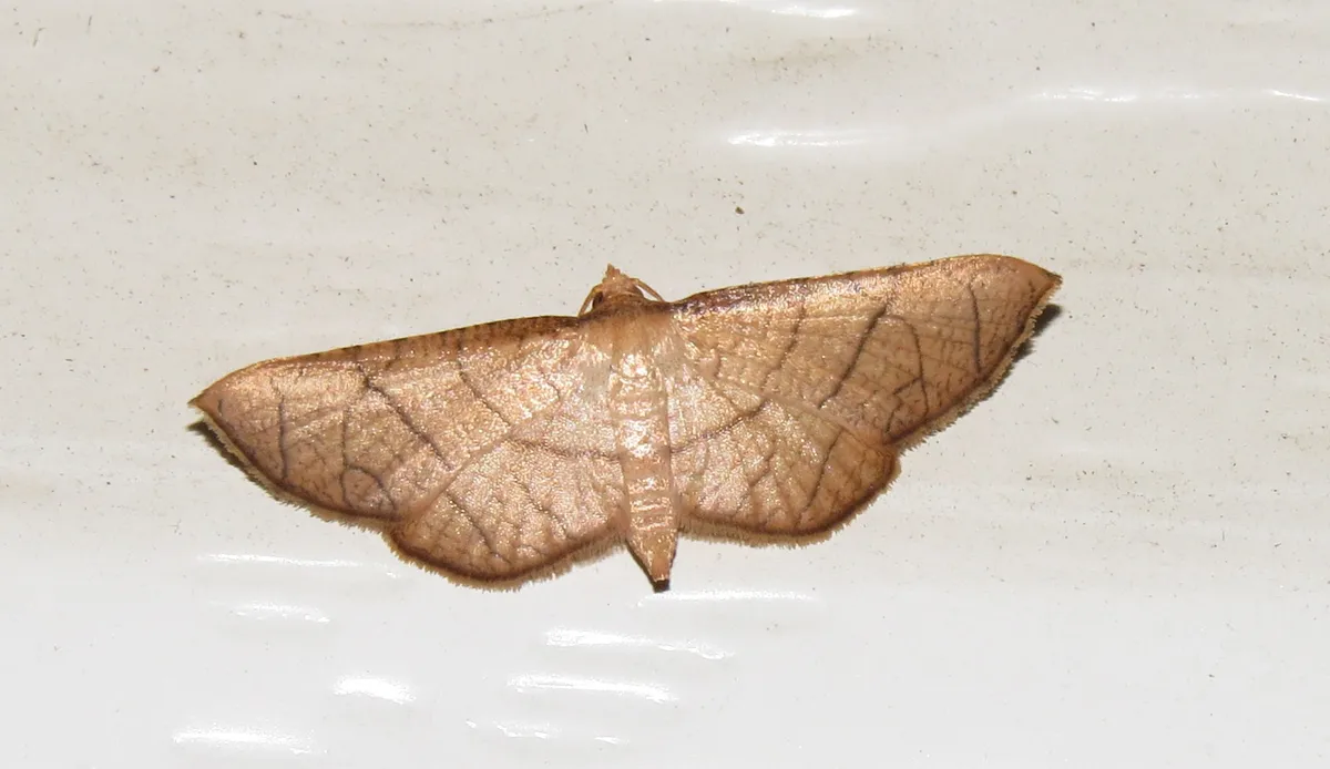 Hypolamprus ypsilon - photo 3