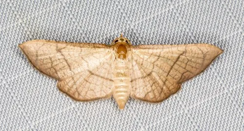 Hypolamprus ypsilon - photo 5