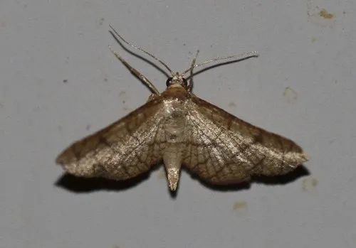 Hypolamprus ypsilon - photo 6