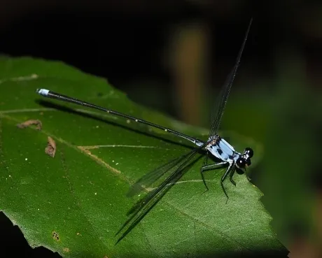 Caribbean Flatwings - photo 2