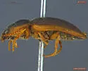 Hypolithus littoralis - photo 2