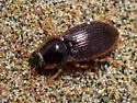 Hypolithus littoralis - photo 3