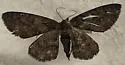 Hypomecis buchholzaria - Hodges#6438
