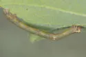 Hypomecis longipectinaria - Hodges#6439.1