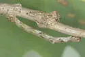 Hypomecis longipectinaria - Hodges#6439.1 - photo 2