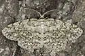 Hypomecis longipectinaria - Hodges#6439.1 - photo 4