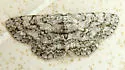 Umber Moth - Hodges#6439