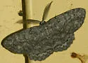 Umber Moth - Hodges#6439 - photo 2