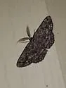 Umber Moth - Hodges#6439 - photo 3
