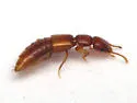 Hypomedon debilicornis - photo 2