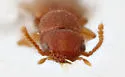 Hypomedon debilicornis - photo 4