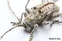 Hypomia mexicana - photo 3