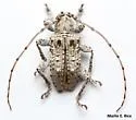Hypomia mexicana - photo 4