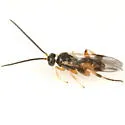 Hypomicrogaster ecdytolophae