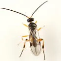 Hypomicrogaster ecdytolophae - photo 2