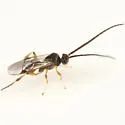 Hypomicrogaster ecdytolophae - photo 3