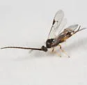 Hypomicrogaster zonaria - photo 2