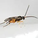 Hypomicrogaster zonaria - photo 3
