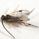 Hypomicrogaster zonaria - photo 4