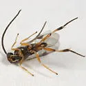 Hypomicrogaster zonaria - photo 5