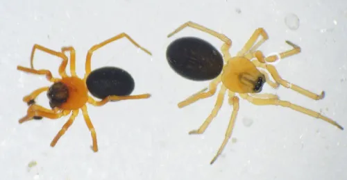 Hypomma bituberculatum