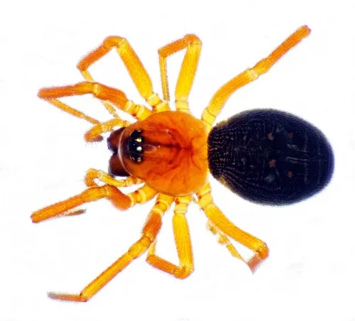 Hypomma bituberculatum - photo 2