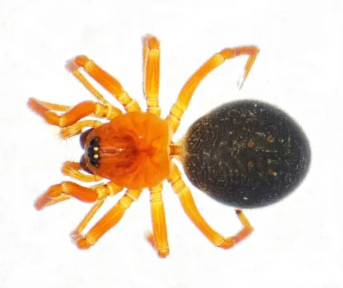 Hypomma bituberculatum - photo 3